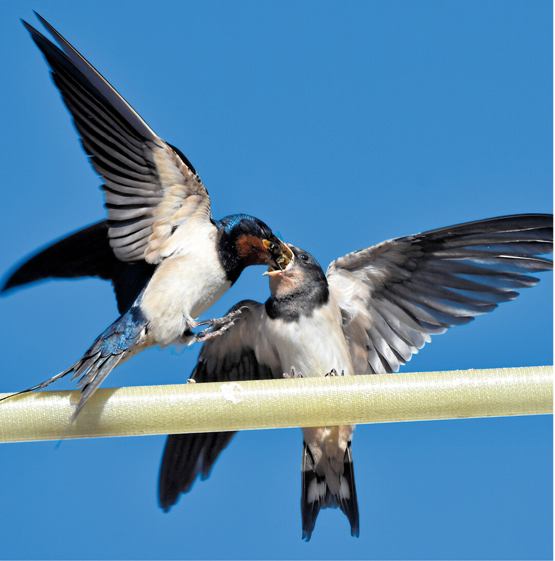 Auf Nachbars Antenne sammeln sich die Rauchschwalben vor ihrem Zug in den Süden. Die Jungvögel werden auch noch eifrig gefüttert.