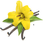 Echte Vanille: Blüte und die daraus entstehenden Schoten, die genutzt werden.