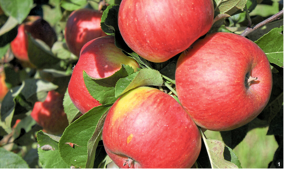 Topazist ein süß-säuerlicher, feinaromatischer Winterapfel.