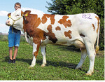 An der Spitze der Fleckviehjungkühe ging eine Siwil-Tochter mit 31 kg Milch von Familie Schmid aus Hüttlingen-Mittellengenfeld. Die Kuh erlöste den Tageshöchstpreis.