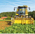 Mitte September beginnt in diesem Jahr voraussichtlich die Rodung der Rüben.