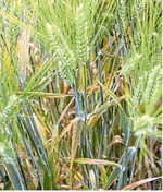 Die dominierende Krankheit zum Ende der Vegetationszeit 2019 war Ramularia.