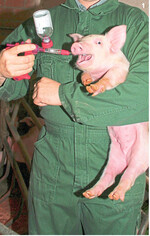 Eine Impfung gegen Ileitis kann helfen, die Antibiotikagaben bei den Tieren zu senken und deren Darmstabilität zu erhöhen.