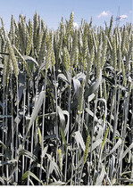 Der Winterweizen Informer soll durch die breite Blattstellung Unkräuter sehr gut unterdrücken.