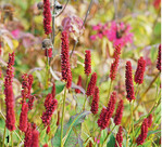 Die Sorte Blackfield besticht durch tiefe Rottöne.
