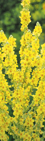 Königskerzen beeindrucken durch ihren großen, gelb leuchtenden Blütenstand. Fotos: Wurft