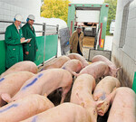 Qualitätskontrolle der Schweine bei der Anlieferung am Ulmer Schlachthof.