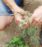 Knöllchenbakterien bei Weißen Lupinen erhöhen die Bodenfruchtbarkeit.