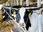 Die Emissionen aus der Milchviehhaltung sollen weiter gesenkt werden.