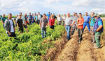 Gut geschützt gegen die Krautfäule hat Jürgen Böhmler (7. v. r.) seine Kartoffeln. Was ohne Pflanzenschutz passiert wäre, verdeutlicht ein unbehandeltes Spritzfenster im rechten Bereich.