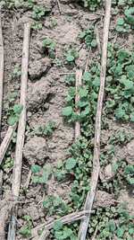 Anhaltend trockene Witterung verzögert das Auflaufen des Ausfallrapses. Hier hilft das Gießen einer Testfläche mit der Kanne.