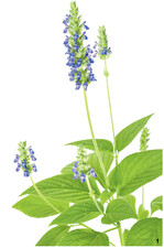 Chia-Samen stammen von der Salbeiart „Salvia hispanica".