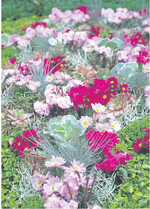 Das feine Blauschwingelgras mit dem silbrig-grauen Laub sorgt zwischen Alpenveilchen und Chrysanthemen für Leichtigkeit.