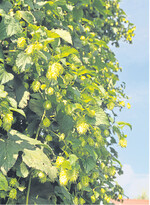 Am 27. August startet offiziell die Hopfenernte. Wichtig fürs Aroma sei, die Dolden komplett ausreifen zu lassen.