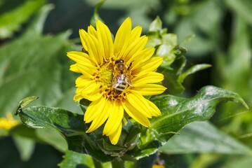 Die Silphie ist ein guter Nektar- und Pollenspender, sie blht von Juli bis September.