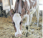 Nicht alle Tiere dürfen transportiert werden: Haben sie, wie dieses Rind, stark geschwollene Gelenke, offene Wunden und können sich nur mit Hilfe bewegen, ist der Transport nicht erlaubt. Das Ministerium für Ländlichen Raum und Verbraucherschutz (MLR) weist aus aktuellem Anlass auf die verfügbaren Leitfäden für die Bestimmung der Transportfähigkeit von adulten Rindern und Schweinen hin.