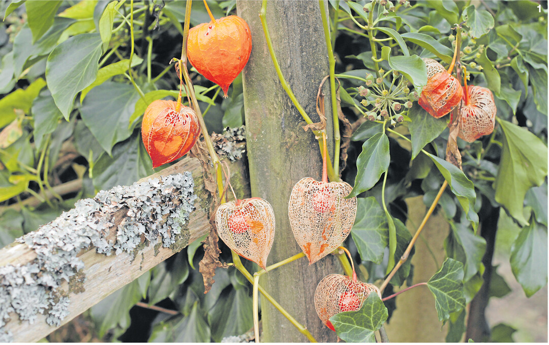 Am Gartenzaun können sich Lampionblumen ungestört ausbreiten. Vor dem dunklen Grün des Efeus leuchten die Laternen und Früchte im verwitterten Gespinst besonders kräftig.