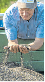 Die Chancen auf erneut steigende Rapspreise sind da. Die Marktlage ist aber nicht frei von Schlaglöchern.