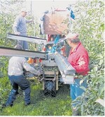 Äpfel für die Langzeitlagerung müssen sorgsam gepflückt und abgelegt werden.