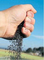 Der aktuelle Rapsverkauf erfordert Geduld. Im Laufe des Vermarktungsjahres dürften die Chancen auf höhere Preise steigen.