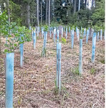 Röhrenförmige Wuchshüllen: formstabil, sofort einsetzbar, geeignet für Laubholz außer Buche, Lärche, Weißtanne.