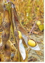 Ein Flex-Schneidwerk erwischt auch die tief sitzenden Schoten der Sojabohnen.