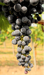 Aufgrund von Trockenstress welkende Trauben.