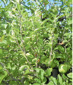 Die Ausbildung von sogenannten Hexenbesen gilt als sicheres Symptom für den Befall mit Apfeltriebsucht.