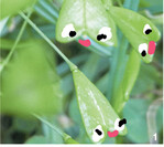 Die Schötchen vom Hirtentäschelkraut und