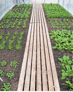 Es wäre viel zu schade, Kleingewächshäuser im Winter leer stehen zu lassen. Wintersalate und anderes robustes Gemüse eignen sich gut für den Anbau bei kühleren Temperaturen.