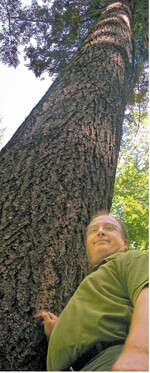 Da kommt Freude auf: geästete und konsequent geförderte Douglasie.