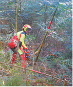 Bei der Schlagpflege werden angeschobene, umgedrückte und abgebrochene Bäume umgesägt.