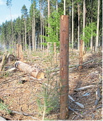 Borkenkäfer, Stürme und Trockenheit haben in viele Beständen Spuren hinterlassen. Das aufgearbeitet Holz muss zu Schleuderpreisen verkauft werden.