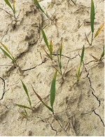 Der Boden ist so stark verkrustet, dass die jungen Gerstenpflanzen nicht ausreichend mit Wasser versorgt werden.