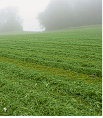 Nebel erschwert das Anwelken im Herbst, eine lange Feldliegezeit kostet aber viel Zucker.