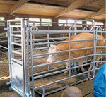 Können die Kühe im Fressgitter fixiert werden, lassen sich Brust- und Bauchumfang von LAZBW-Mitarbeiterin Gwendolyn Keinarth schnell vermessen.