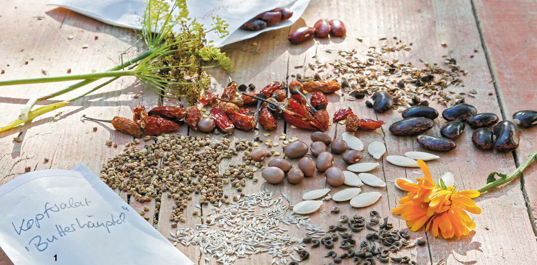 Zur Vermehrung eignen sich vor allem einjährige Arten wie Fenchel, Bohnen, Kopfsalat und Kürbisgewächse.