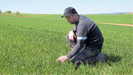 Vor dem Striegeln wirft Landwirt Matthias Leimbach einen Blick auf das Getreide, um die Verträglichkeit und Wirksamkeit der Maßnahme abzuwägen.
