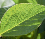 Bei der Verdunstung über die Blätter steuert Kalium die Funktion der Spaltöffnungen und hält den osmotischen Druck in den Zellen stabil.