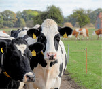 Die meiste Milch geben Holsteinkühe in der dritten und vierten Laktation. Erst dann haben sich die Kosten der Färsenaufzucht amortisiert.