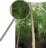 Die astfreie Stammlänge dieser Eiche beträgt etwa 6,0 m. Durch eine Nachqualifizierung wird die astfreie Stammlänge auf rund 10,0 m erhöht.