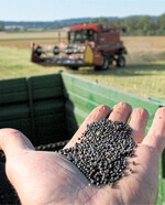 Die gute deutsche Rapsernte trifft in Europa auf einen großen Bedarf.