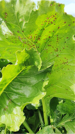 Bei hohen Temperaturen herrscht aktuell großes Infektionspotential für Cercospora.