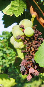 Peronosporabefall an den Trauben ist in diesem Jahr weit verbreitet.