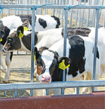 Die Zucht auf hohe Milchleistungen macht vor allem männliche Holsteinkälber für die Mast vielfach uninteressant. Entsprechend niedrig und nicht kostendeckend fallen die Erlöse für die Jungtiere häufig aus.