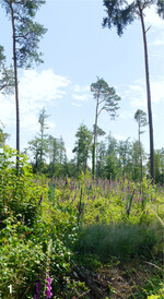 Durch Trockenheit geschwächte Kiefern sind anfällig für das Diplodia-Triebsterben, das letztlich den gesamten Baum absterben lässt.