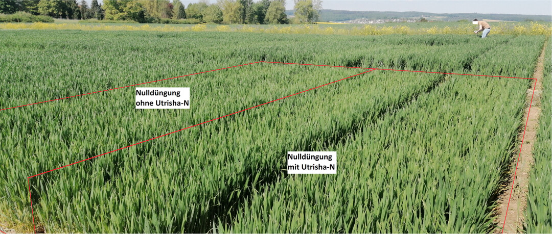 Links eine Doppelparzelle ohne Düngung und ohne Utrisha N, rechts eine Doppelparzelle ohne Düngegabe aber mit Utrisha N-Anwendung.