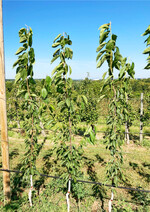 Kirschen im SSA-System mit einem Pflanzabstand von 60 cm: Mit diesem intensiven Anbausystem soll eine höhere Pflückleistung möglich sein.