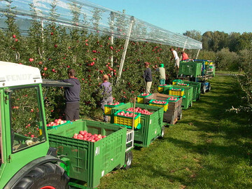 Soll die Pflckleistung stimmen, mssen die Erntehelfer mglichst gleichmig entlang des ganzen Erntezugs verteilt sein. 