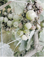 Hier hatte die Kirschessigfliege zugeschlagen. Der nachfolgende Löschkalkeinsatz ließ die befallenen Beeren ohne Geruch eintrocknen